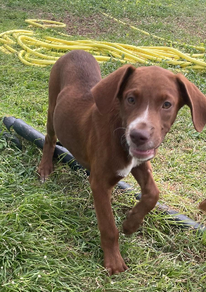 Adopter Lady