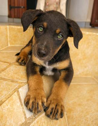 Adopter Ruby