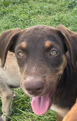 Adopter Ruby