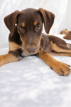 Adopter Ruby