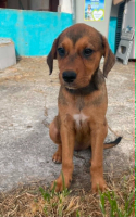 Adopter  chien : Indy