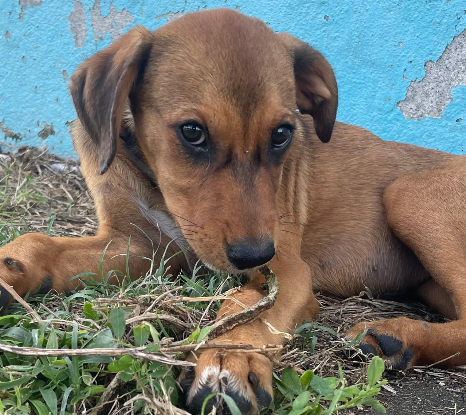 Adopter Indy