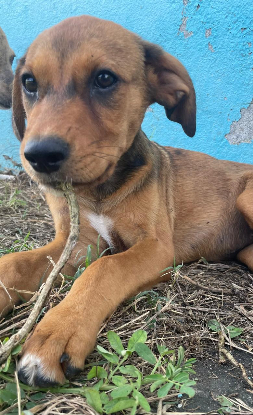 Adopter Indy