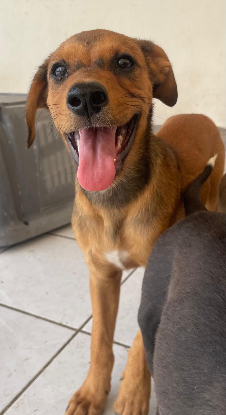 Adoption Indy