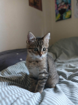 Adopter Leeleen