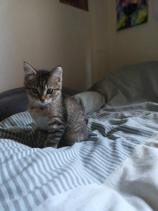 Adopter Leeleen