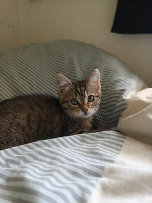 Adopter Leeleen