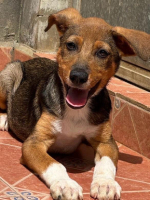 Adopter  chien : Betsy