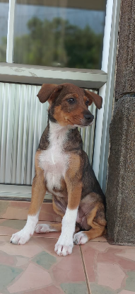 Adopter Betsy
