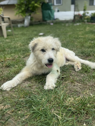 Adopter Boris