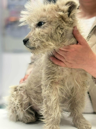 Adopter Boris