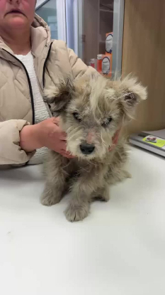 Adoption Boris