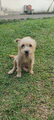 Adopter Lucie