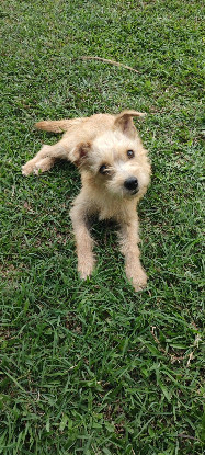 Adopter Lucie