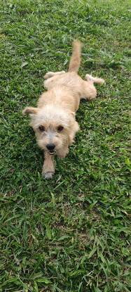 Adopter Lucie