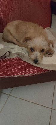 Adoption Lucie