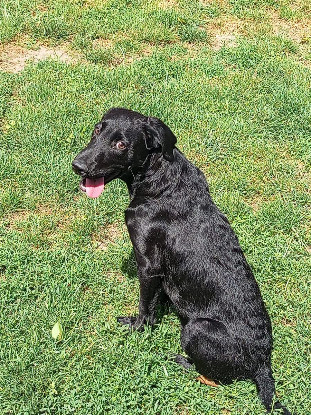 Adopter Daphnis