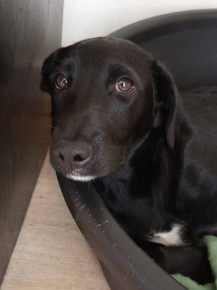 Adopter Daphnis