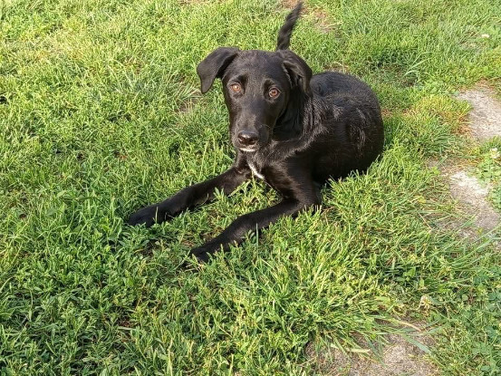 Adopter Daphnis