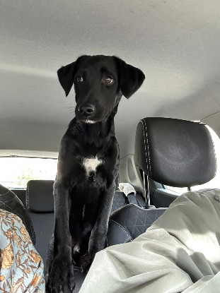Adoption Daphnis