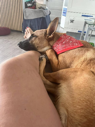 Adopter Balto