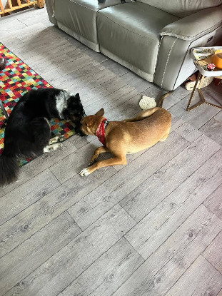 Adoption Balto