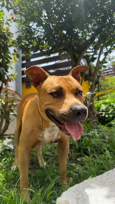 Adopter Omy