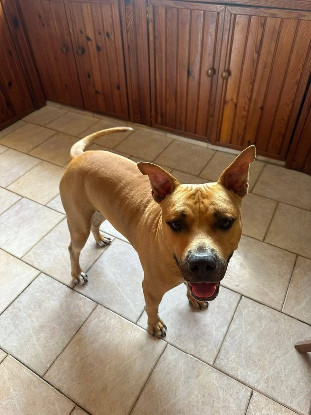 Adopter Omy