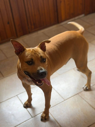 Adoption Omy