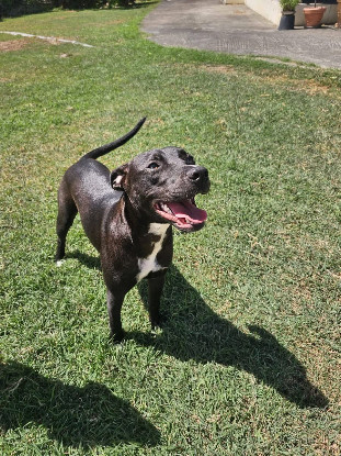Adopter Naya