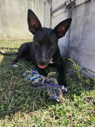 Adoption Naya