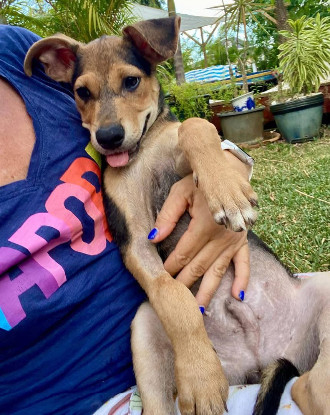 Adopter Milo