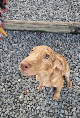 Adoption Leny