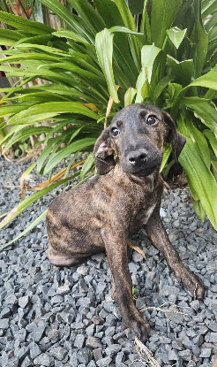 Adopter Awen