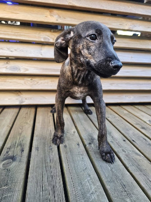 Adoption Awen