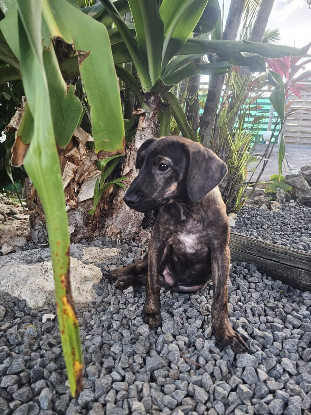 Adoption Awen