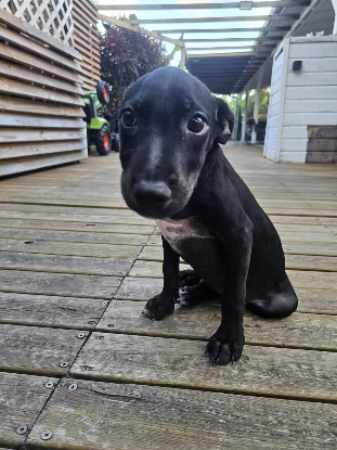 Adopter Harry