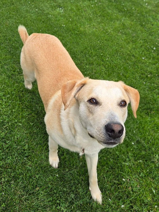 Adopter Grenache