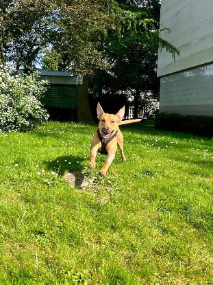 Adopter Newis