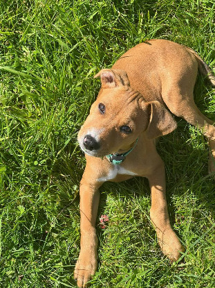 Adopter Miko