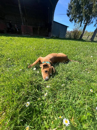Adopter Miko