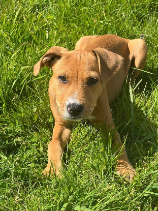 Adoption Miko