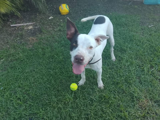 Adopter Neo