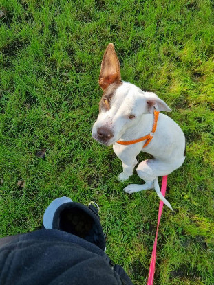 Adopter Neo