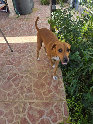 Adopter Frisky
