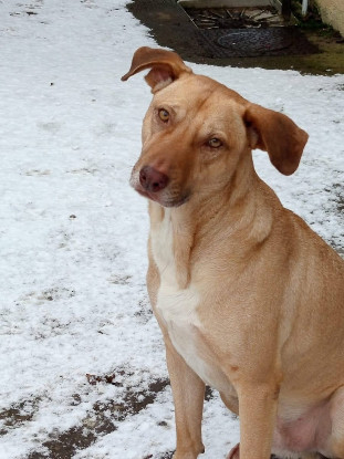 Adopter Fifi
