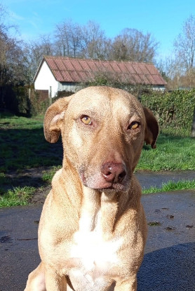 Adopter Fifi