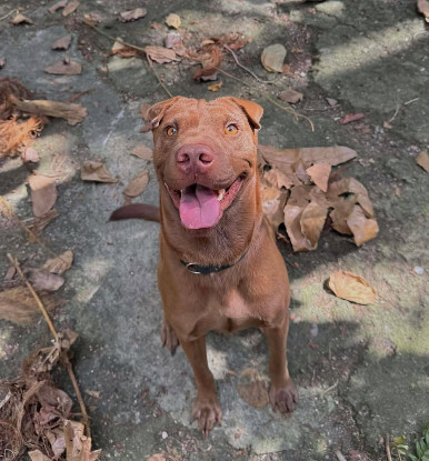 Adopter Pollux