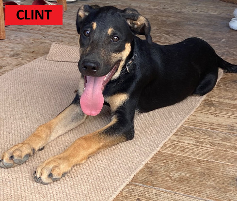 Adopter Clint