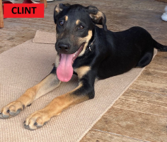 Adopter  chien : Clint